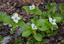 Cornus canadensis